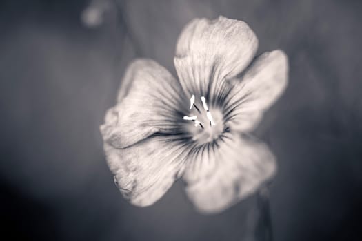 Beautiful flax flower  on meadow