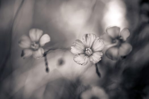 Beautiful flax flowers  on meadow