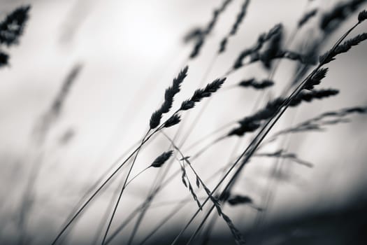 Grass plant silhouette at dawn