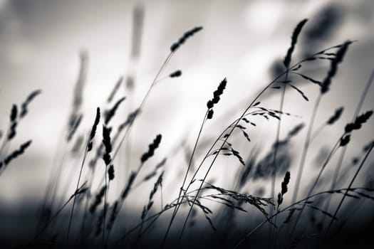 Grass plant silhouette at dawn