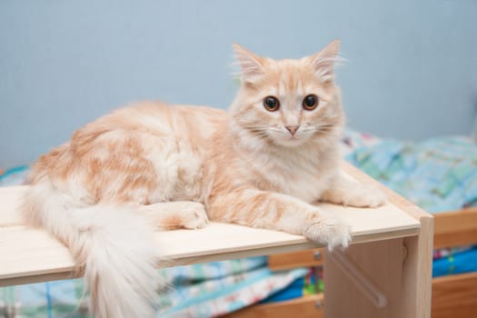 White-red cat with brown eyes lies on a shelf and looking at the frame