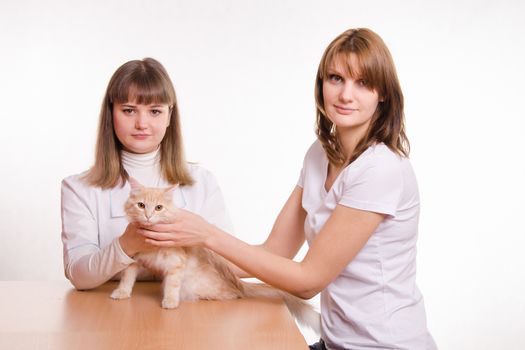 A girl with a red cat at a reception at the vet