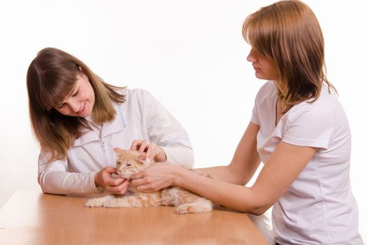 A girl with a red cat at a reception at the vet