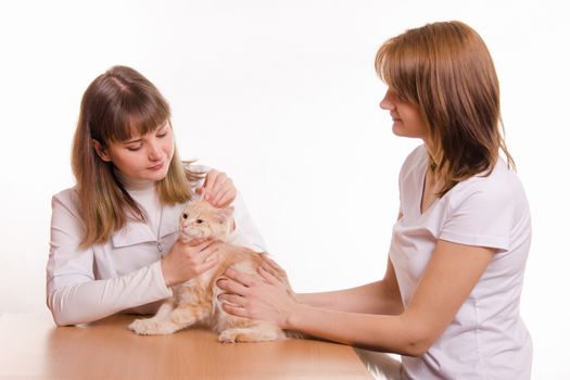 A girl with a red cat at a reception at the vet