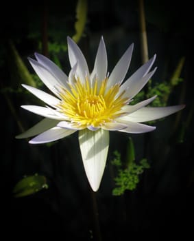 Waterlily closeup, in centered layout, fading into black.