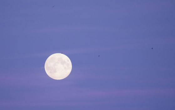 Full moon and flying birds on August sky, Sweden.