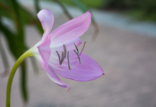 Pink lily flower closeup blossoming in September, Sweden.