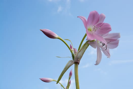 Pink lily flower closeup blossoming in September, Sweden.