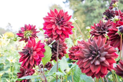 Red Dahlia flowers in September garden.