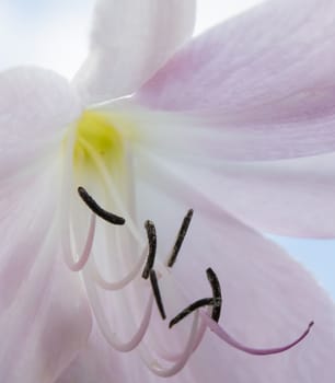 Pink lily flower closeup blossoming in September, Sweden.