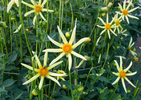 Yellow Dahlia flowers in September garden.