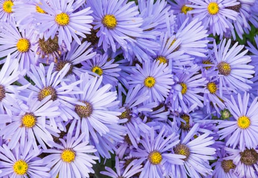 Purple asters full frame in September, Stockholm, Sweden.