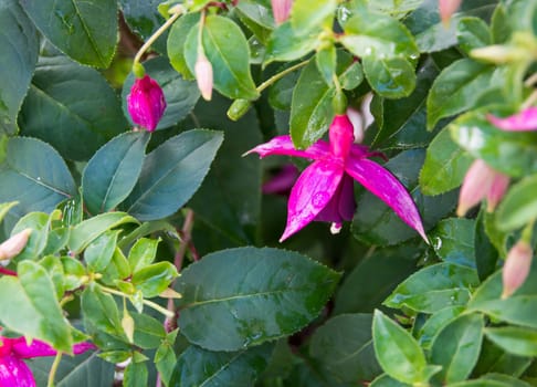 Fuchsia closeup in a garden, September, Stockholm, Sweden.