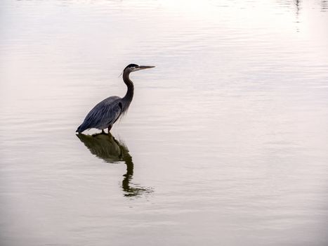 Crane in Water - Waiting for Prey