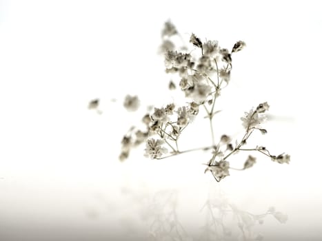 Dried Flower Floating On Water - Text Friendly