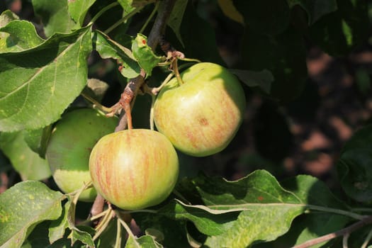 Green And Red Apple Hanging On Tree