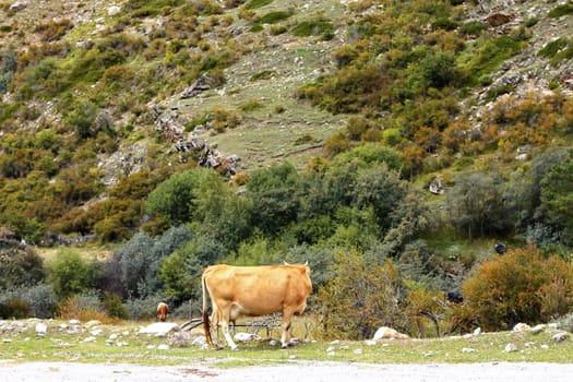 A cow standing on the summer meadow