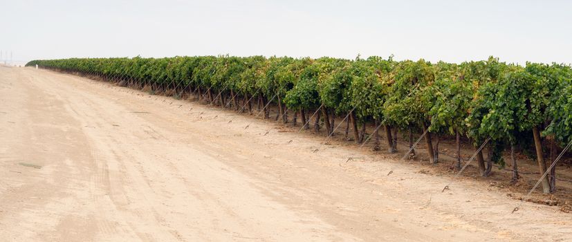 Look at the care put into these grape fields