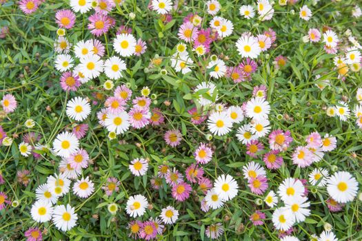 Purple and white Bellis perennis covering a lawn of grass.