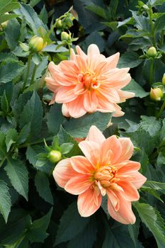 Dahlias. Two dahlias and foliage in autumn garden in September. Vertical image.