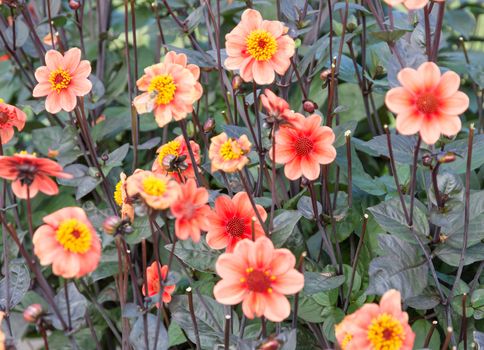 Orange red dahlias and foliage in a fall garden. Sweden in September.