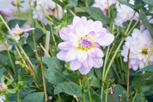 White dahlias and green foliage in an autumn garden.