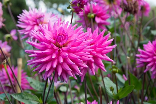 Pink dahlias and foliage in an autumn garden. Sweden in September.