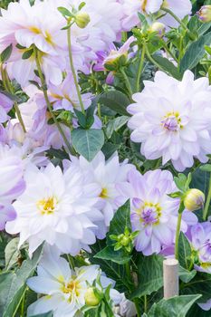 White dahlias and green foliage in an autumn garden.