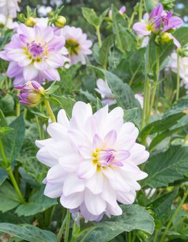 White dahlias and green foliage in an autumn garden.