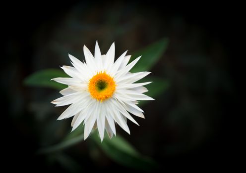 White everlasting flower isolated on black