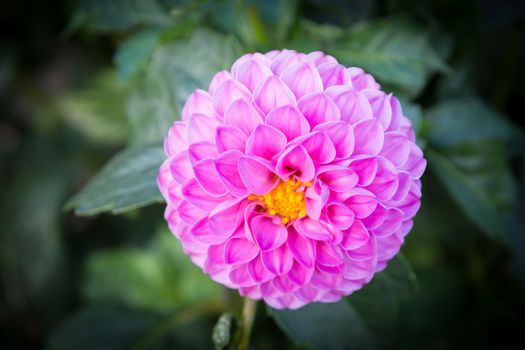 Pink dahlia in autumn garden. Stockholm, Sweden.