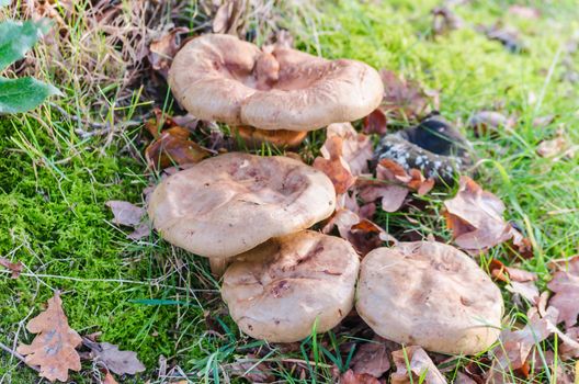 Mushroom group on a green meadow.