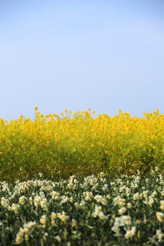 Rape flowers and narcissus and blue sky in spring season