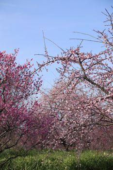 Beautiful plum flowers bloom in spring