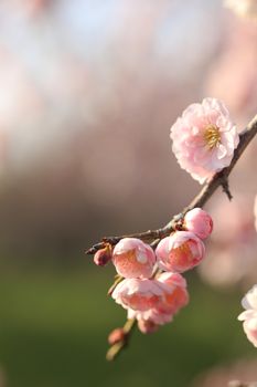 Beautiful plum flowers bloom in spring