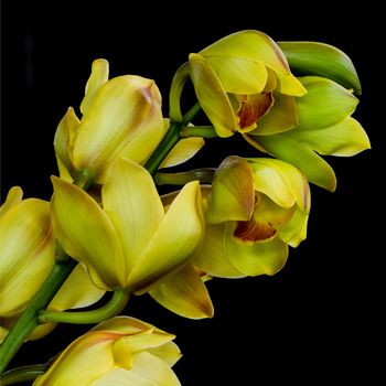 Colorful green orchid flower, cymbidium hybrid, isolated on black background