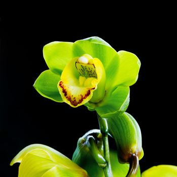 Colorful green orchid flower, cymbidium hybrid, isolated on black background