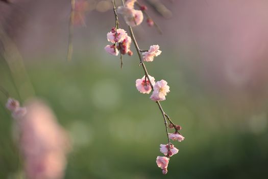 Beautiful plum flowers bloom in spring