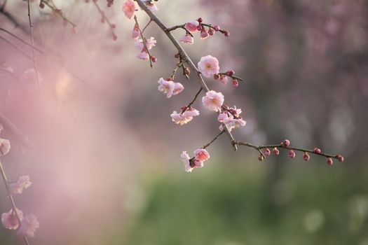 Beautiful plum flowers bloom in spring