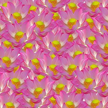 Beautiful pink lotus, nature flower abstract background