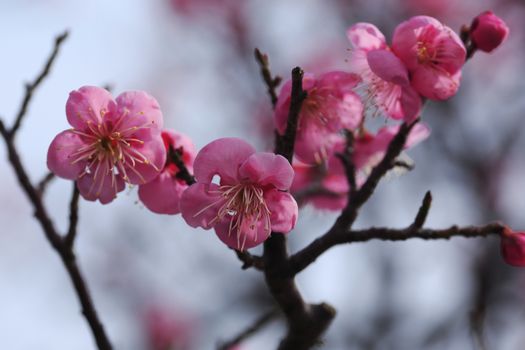 Beautiful plum flowers bloom in spring of Japan