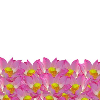 Beautiful pink lotus, nature flower abstract background