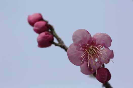 Beautiful plum flowers bloom in spring of Japan