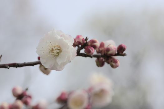 Beautiful plum flowers bloom in spring of Japan