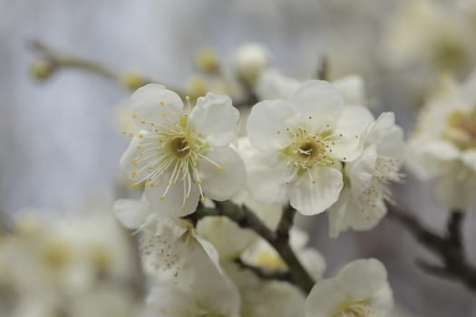 Beautiful plum flowers bloom in spring of Japan