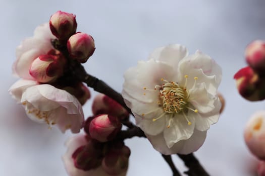 Beautiful plum flowers bloom in spring of Japan