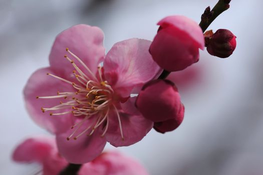 Beautiful plum flowers bloom in spring of Japan