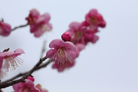 Beautiful plum flowers bloom in spring of Japan