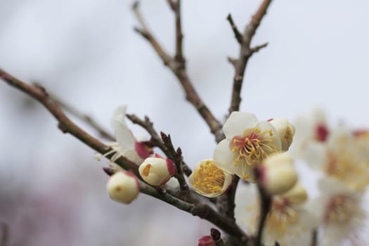 Beautiful plum flowers bloom in spring of Japan