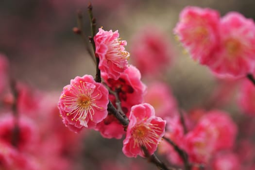 Beautiful plum flowers bloom in spring of Japan